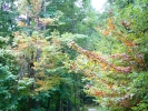 PICTURES/Shenandoah National Park/t_Fall Color2 - Rose River Trail.JPG